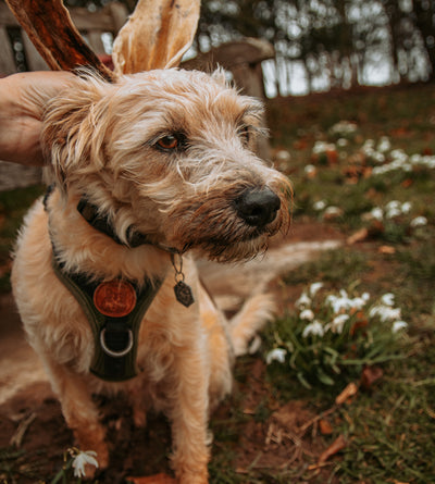 Hairy Lamb Ears Loose Natural Dog Treat | Pick and Mix Dog Treat - Anco Naturals