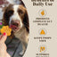 Hackney Dog House Pumpkin & Probiotics for Dogs, Real Pumpkin & Probiotics Powder, 45 servings!