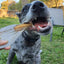 Shark Blade Dog Chew, Dog Treat, Natural Dog Treat - Lulu's Kitchen