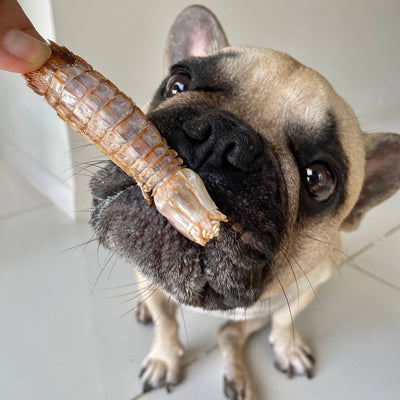 Prawn Mantis Shrimp Dog Treat, Dog Chew, Natural Dog Treat - Lulu's Kitchen