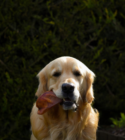 Loose Pig Ear Natural Dog Treat | Pick and Mix Dog Treats - Anco Naturals